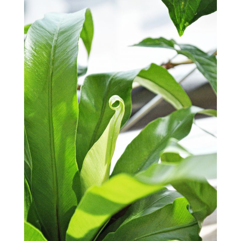 Asplenium antiquum - zanokcica stara
