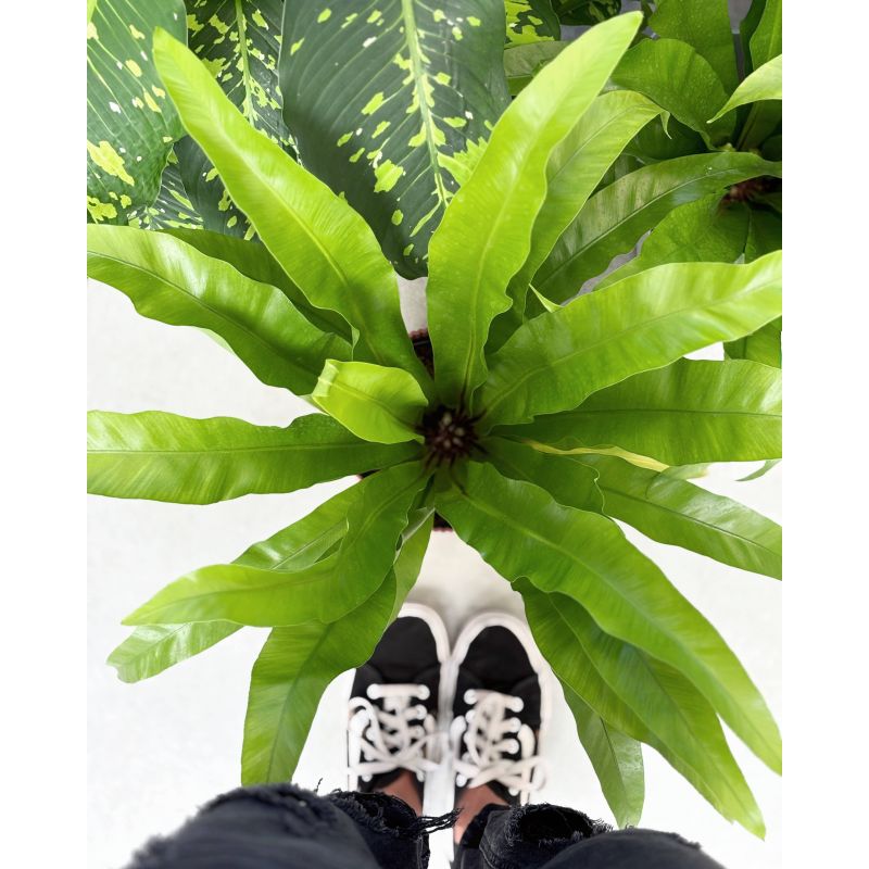 Asplenium antiquum - zanokcica stara