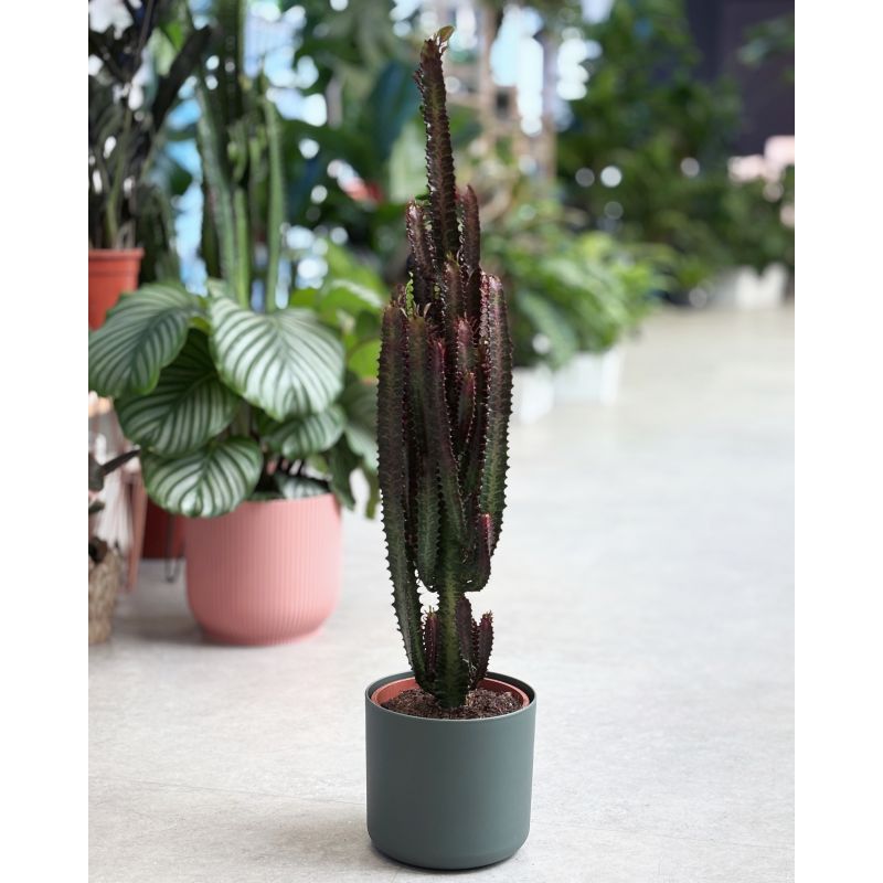 Euphorbia trigona 'Rubra' - wilczomlecz trójżebrowy