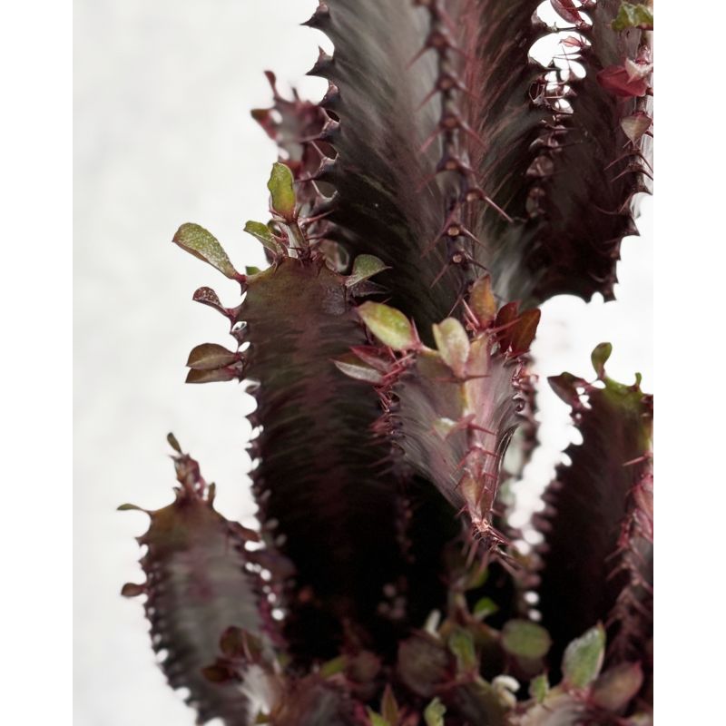 Euphorbia trigona 'Rubra' - wilczomlecz trójżebrowy