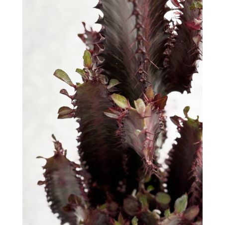 Euphorbia trigona 'Rubra' - wilczomlecz trójżebrowy