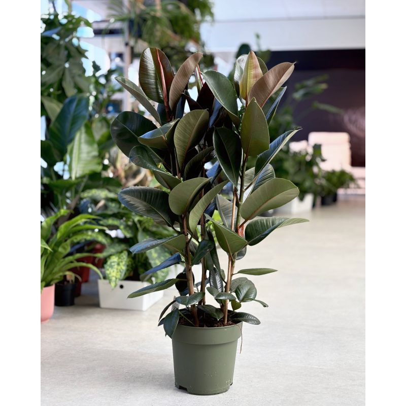 Ficus elastica 'Cloe' - figowiec sprężysty