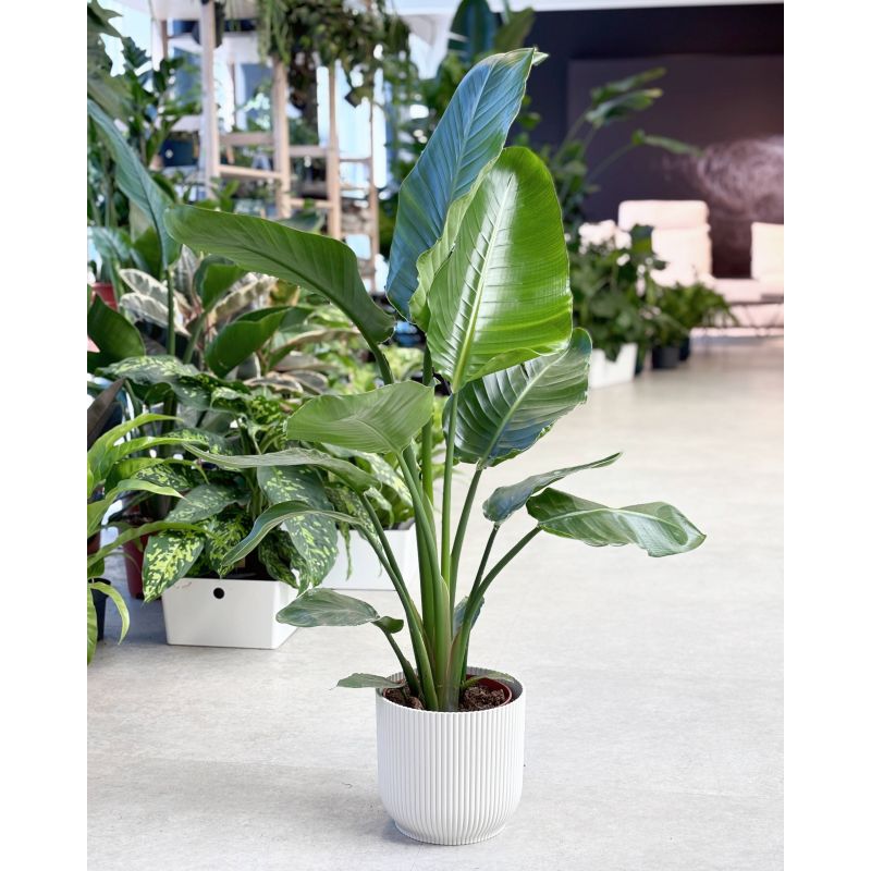 Strelitzia nicolai - strelicja