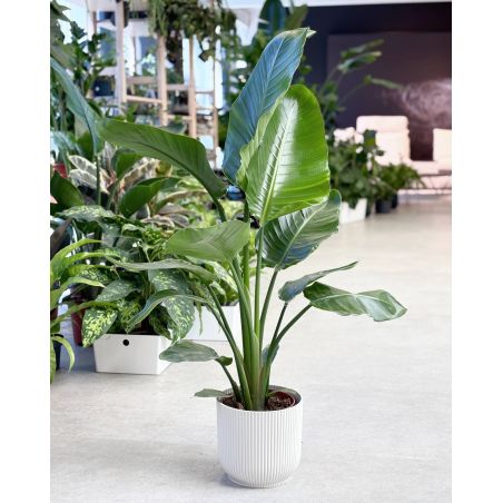 Strelitzia nicolai - strelicja