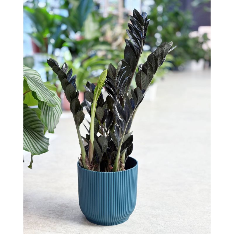 Zamioculcas zamiifolia 'Raven' - zamiokulkas zamiolistny