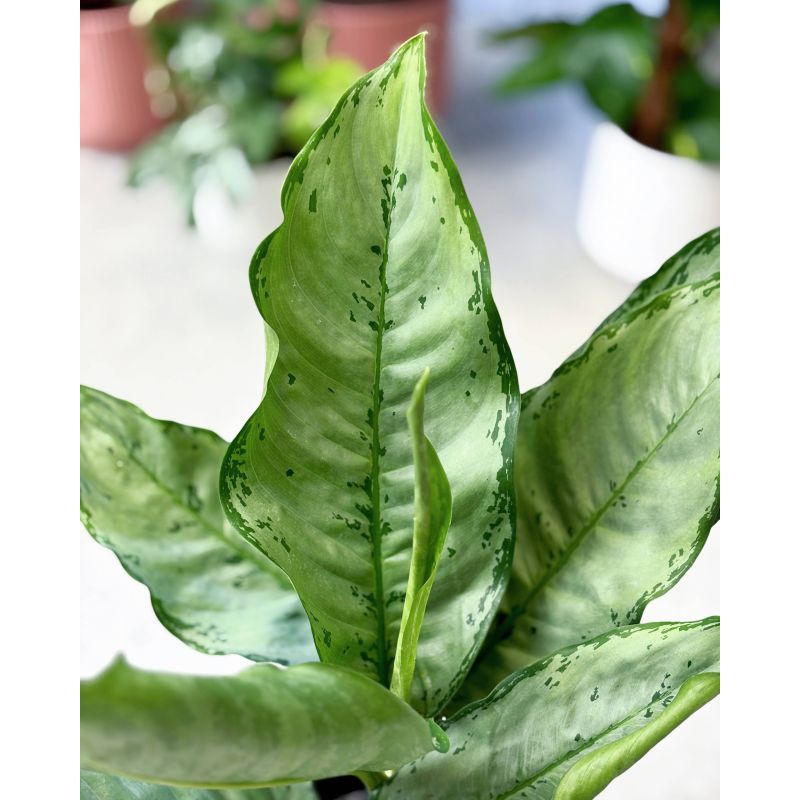Aglaonema 'Freedman' - aglonema