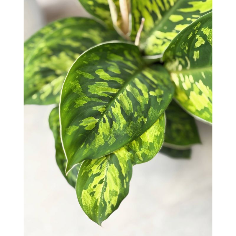 Homalomena wallisii 'Camouflage'