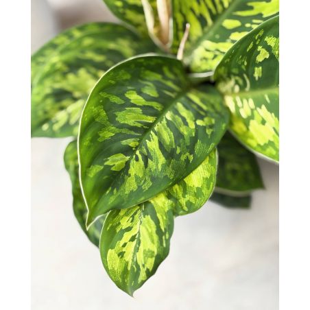 Homalomena wallisii 'Camouflage'