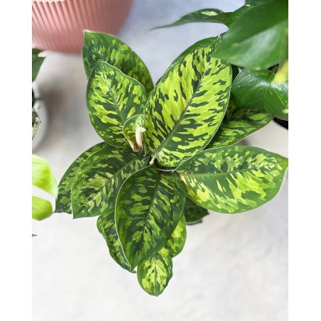 Homalomena wallisii 'Camouflage'