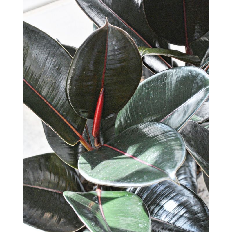 Ficus elastica Abidjan - figowiec sprężysty 