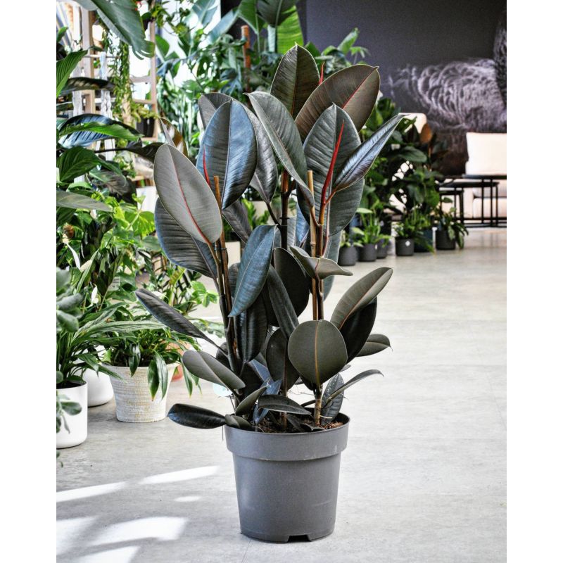 Ficus elastica 'Abidjan' - figowiec sprężysty