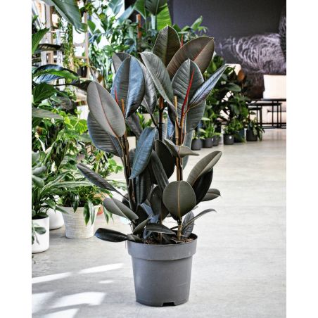 Ficus elastica 'Abidjan' - figowiec sprężysty