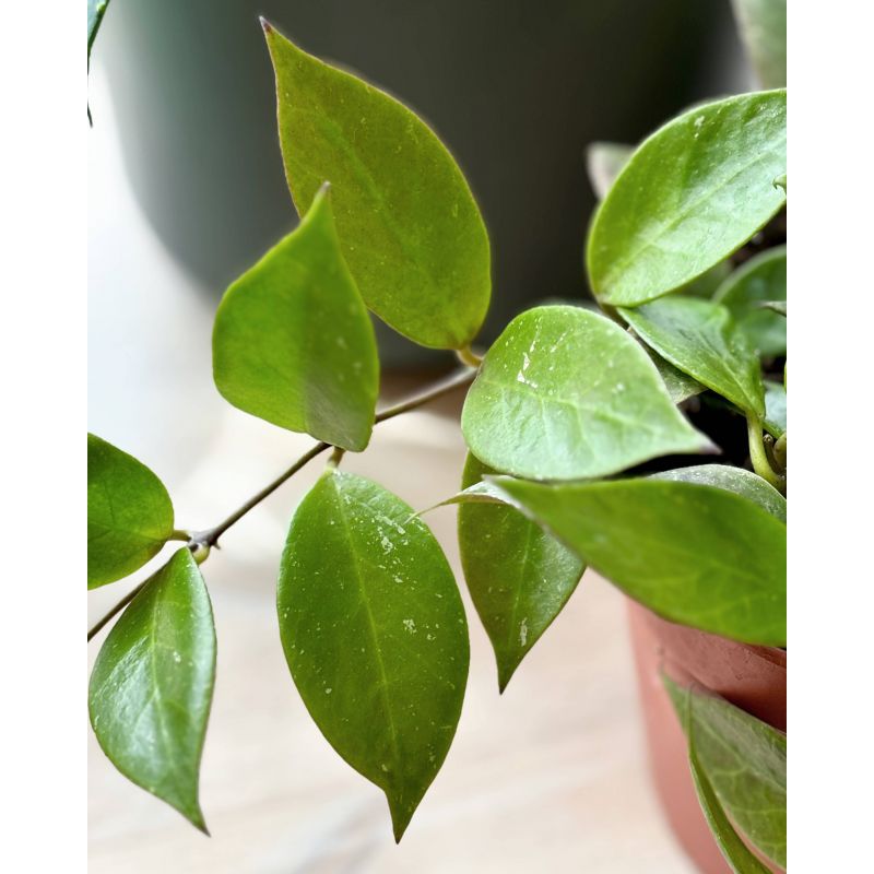 Hoya 'Sunrise' - hoja Hoya 'Sunrise' - hoja