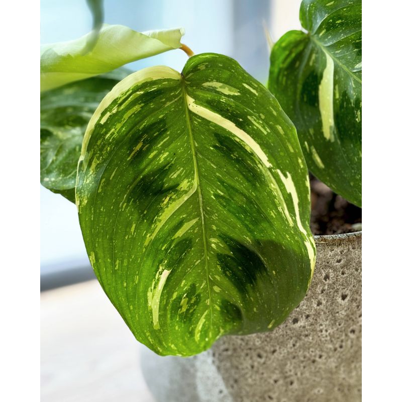 Maranta leuconeura 'Fiesta' - maranta białounerwiona