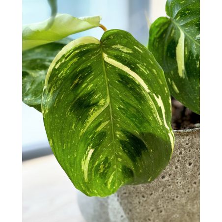 Maranta leuconeura 'Fiesta' - maranta białounerwiona