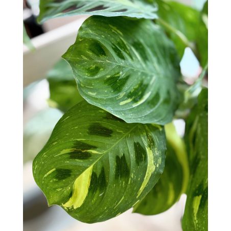 Maranta leuconeura 'Fiesta' - maranta białounerwiona
