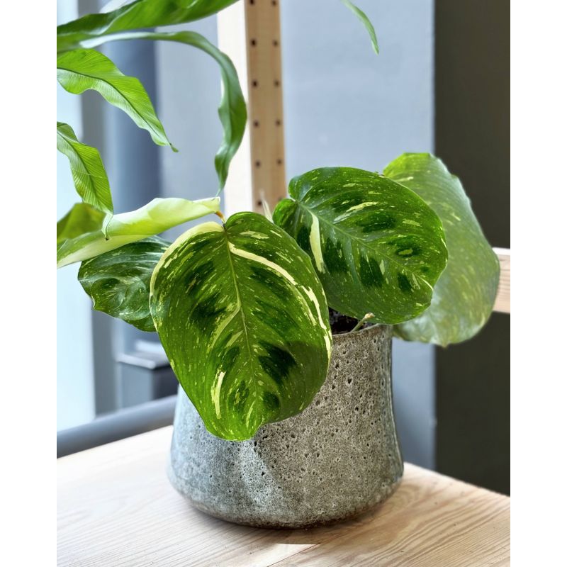 Maranta leuconeura 'Fiesta' - maranta białounerwiona