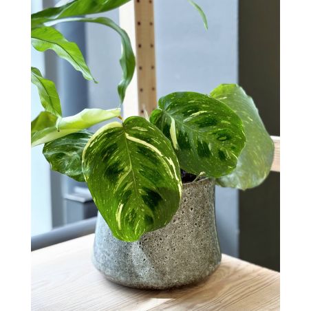 Maranta leuconeura 'Fiesta' - maranta białounerwiona