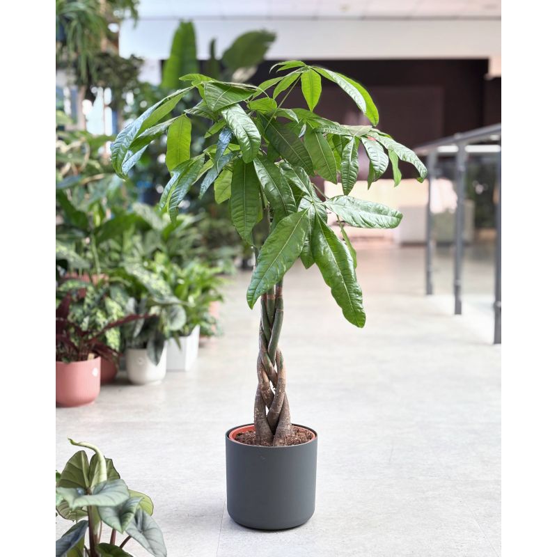Pachira aquatica - pachira wodna