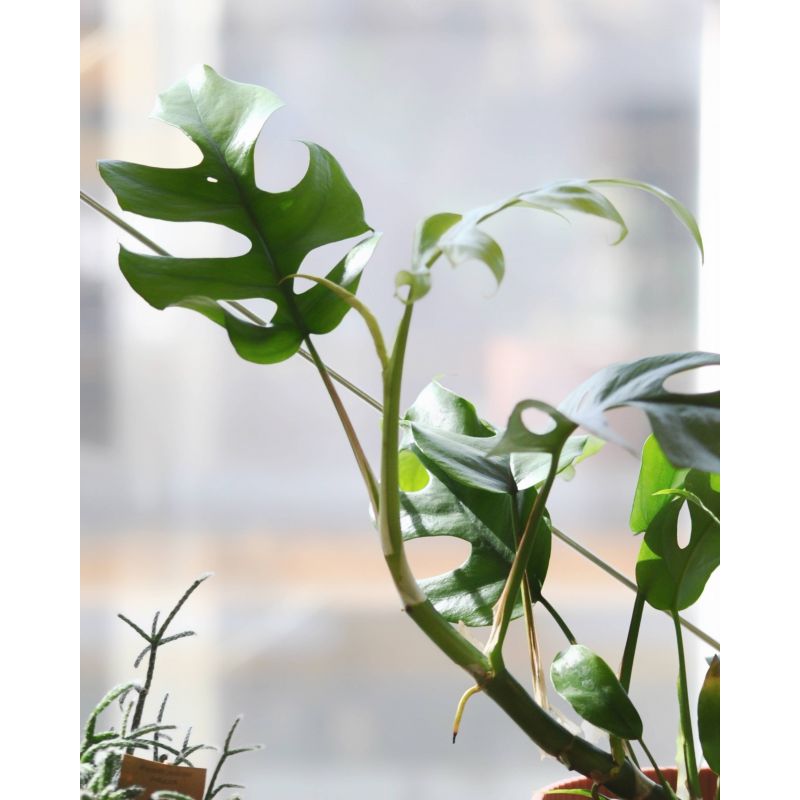 Raphidophora tetrasperma (Monstera minima)