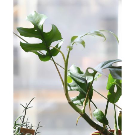 Raphidophora tetrasperma (Monstera minima)