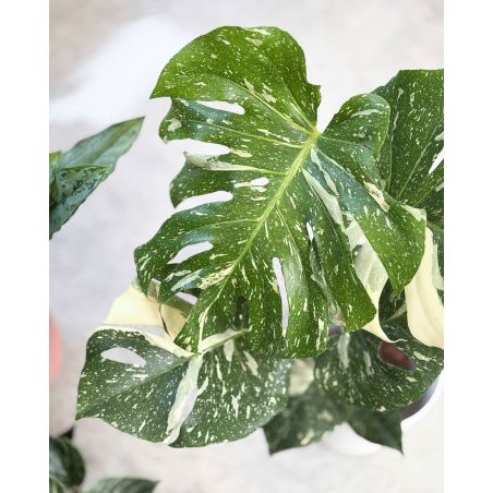 Monstera deliciosa 'Thai Constellation' - monstera dziurawa