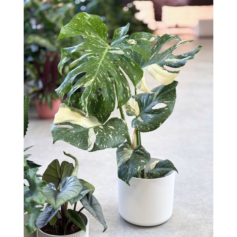 Monstera deliciosa 'Thai Constellation' - monstera dziurawa