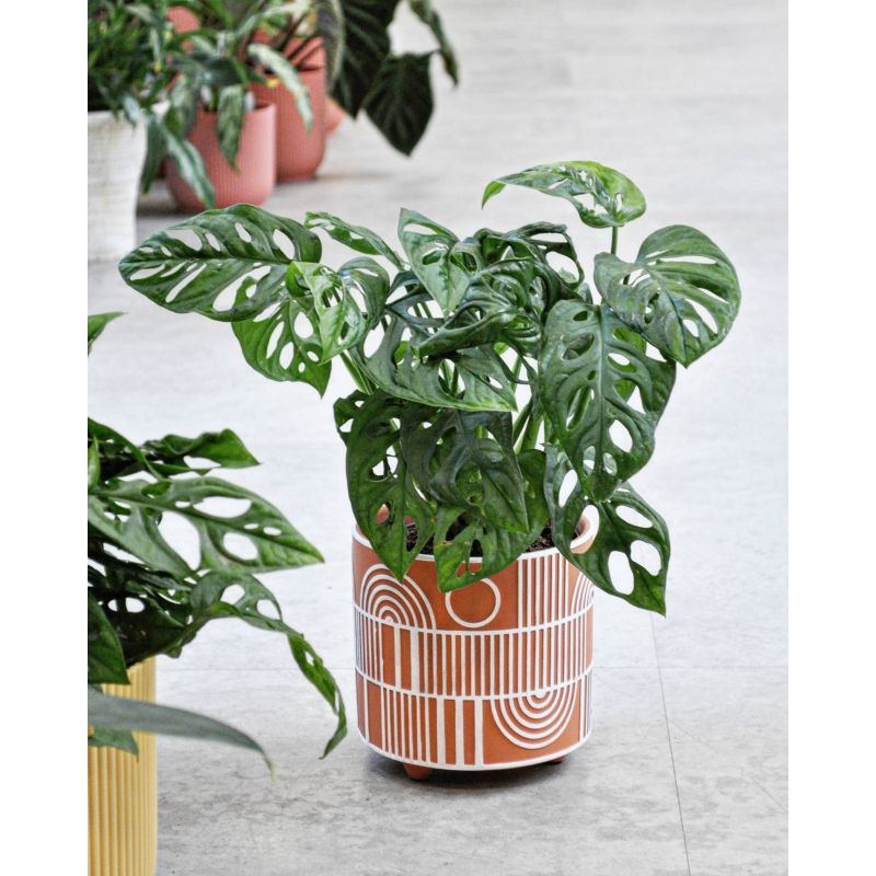 Monstera adansonii - monstera Adansona