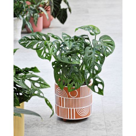 Monstera adansonii - monstera Adansona