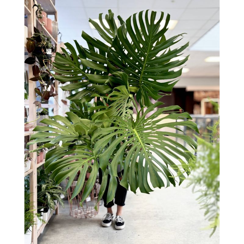 Monstera deliciosa big form - monstera dziurawa
