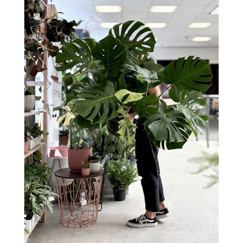 Monstera deliciosa big form - monstera dziurawa