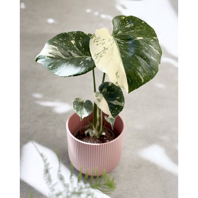 Monstera deliciosa 'Thai Constellation' - monstera dziurawa