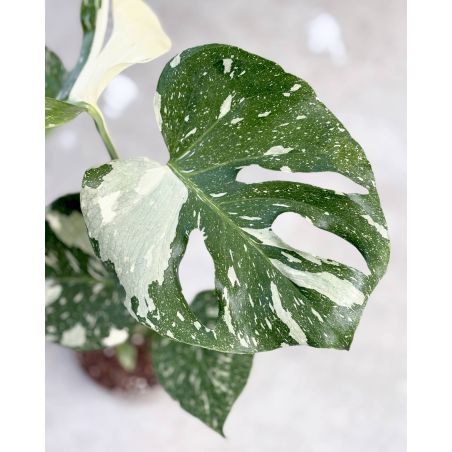 Monstera deliciosa 'Thai Constellation' - monstera dziurawa