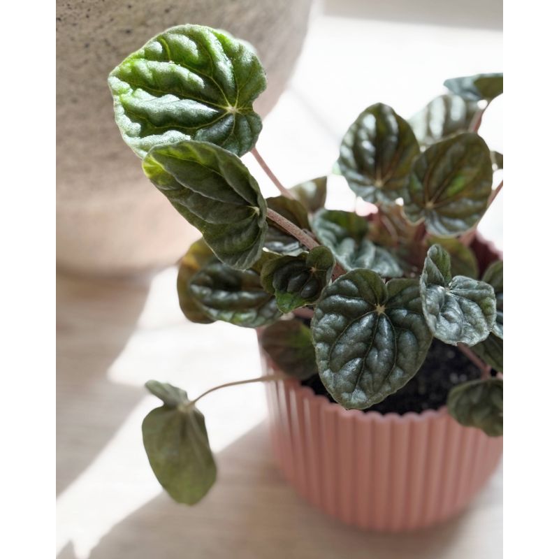 Peperomia caperata - peperomia kędzierzawa