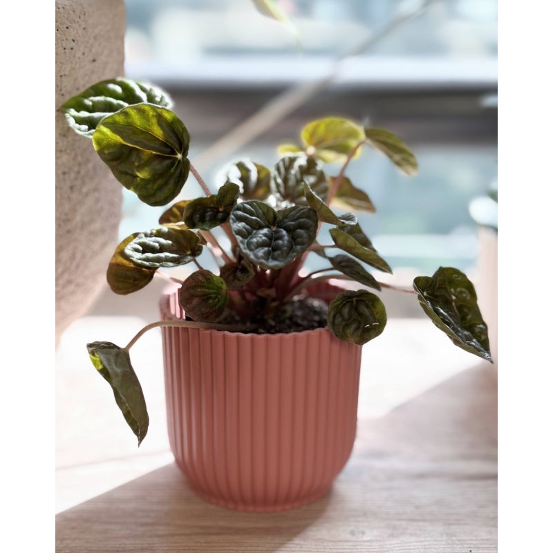 Peperomia caperata - peperomia kędzierzawa