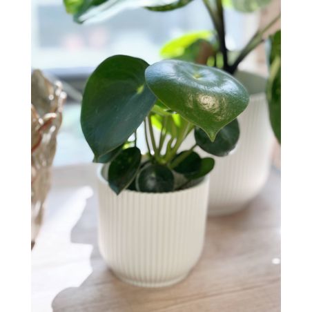 Peperomia polybotrya 'Raindrop' - peperomia