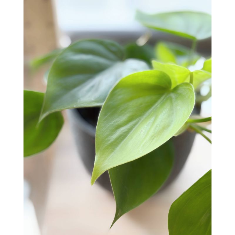 Philodendron scandens - filodendron pnący