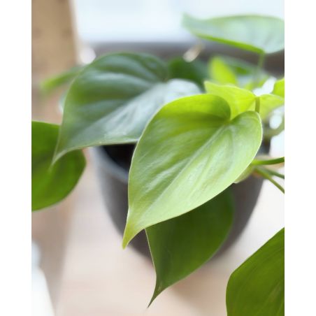 Philodendron scandens - filodendron pnący
