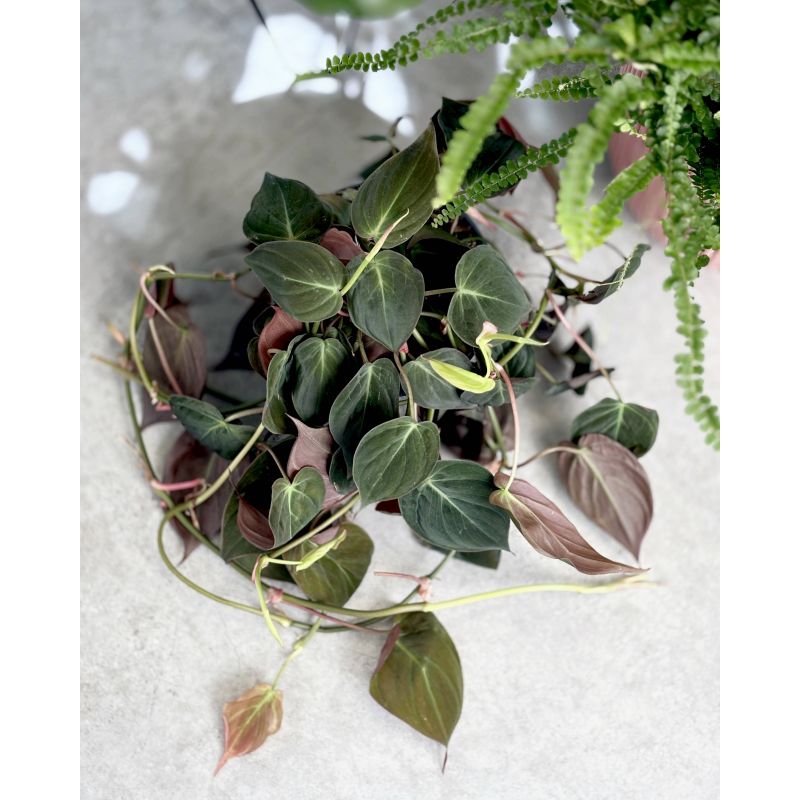 Philodendron scandens subsp. micans - filodendron pnący