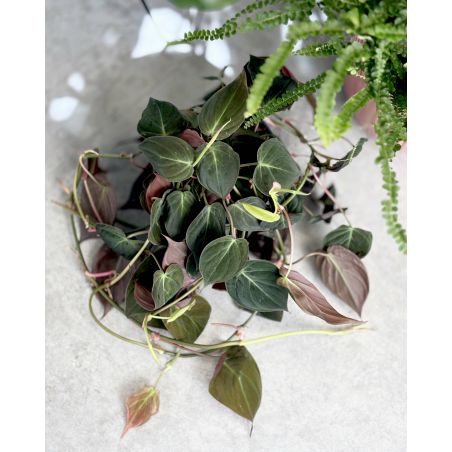 Philodendron scandens subsp. micans - filodendron pnący