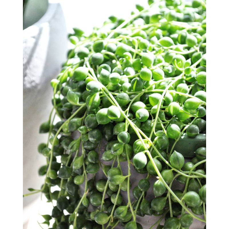 Senecio rowleyanus - starzec Rowleya