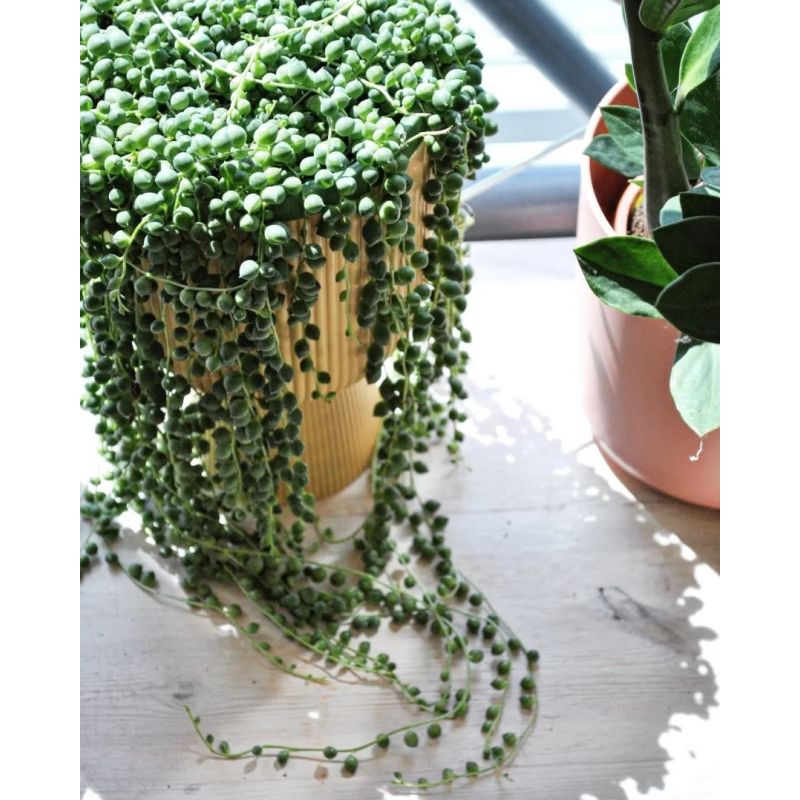 Senecio rowleyanus - starzec Rowleya