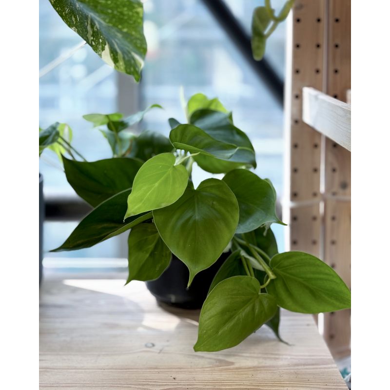 Philodendron scandens - filodendron pnący