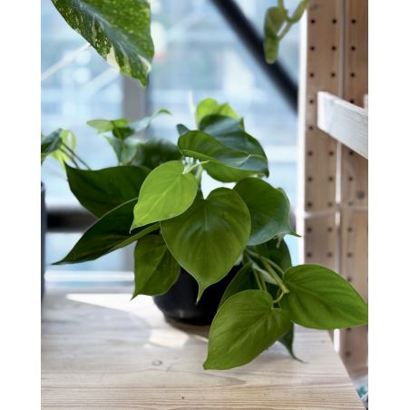 Philodendron scandens - filodendron pnący