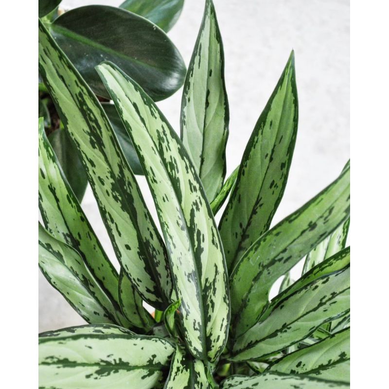 Aglaonema 'Cutlass' - aglonema