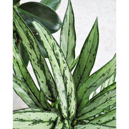 Aglaonema 'Cutlass' - aglonema