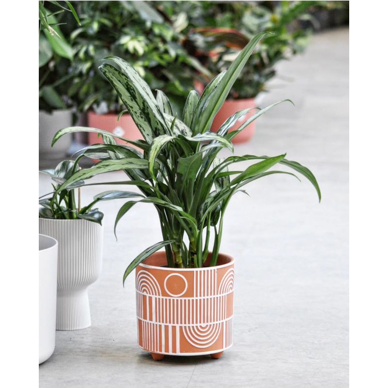Aglaonema 'Cutlass' - aglonema