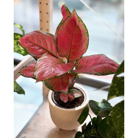Aglaonema 'Red Star' - aglonema