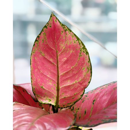 Aglaonema 'Red Star' - aglonema