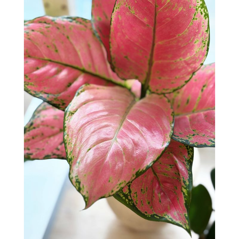 Aglaonema 'Red Star' - aglonema
